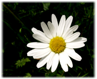 Infos zu nachhaltigen Geldanlagen, ethischen Investments, grünem Geld, Sustainable bzw. Socially Responsible Investing SRI, die Kapital nach sozialen, ökologischen, ethischen und ökonomischen Kriterien anlegen, und deren Wirkung, Strategien, Grundlagen und Entwicklung sowie die Performancemessung von Aktienfonds (performance measurement)