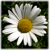 Infos über nachhaltige Geldanlagen, ethische Investments, grünes Geld, Sustainable bzw. Socially Responsible Investing SRI, die Kapital nach sozialen, ökologischen, ethischen und ökonomischen Kriterien anlegen, und deren Wirkung, Strategien, Grundlagen und Entwicklung sowie die Performancemessung von Aktienfonds (performance measurement)