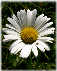 Infos über nachhaltige Geldanlagen, ethische Investments, grünes Geld, Sustainable bzw. Socially Responsible Investing SRI, die Kapital nach sozialen, ökologischen, ethischen und ökonomischen Kriterien anlegen, und deren Wirkung, Strategien, Grundlagen und Entwicklung sowie die Performancemessung von Aktienfonds (performance measurement)